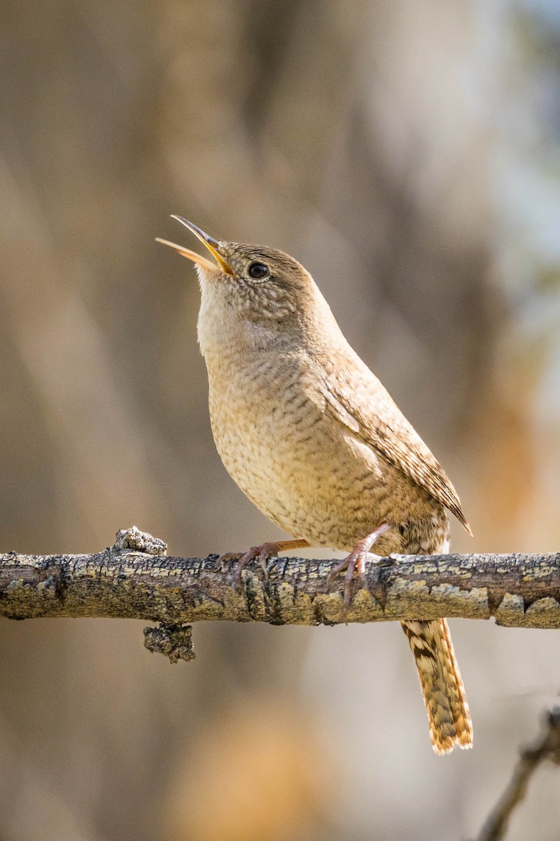 House Wren - Gene Tortelli