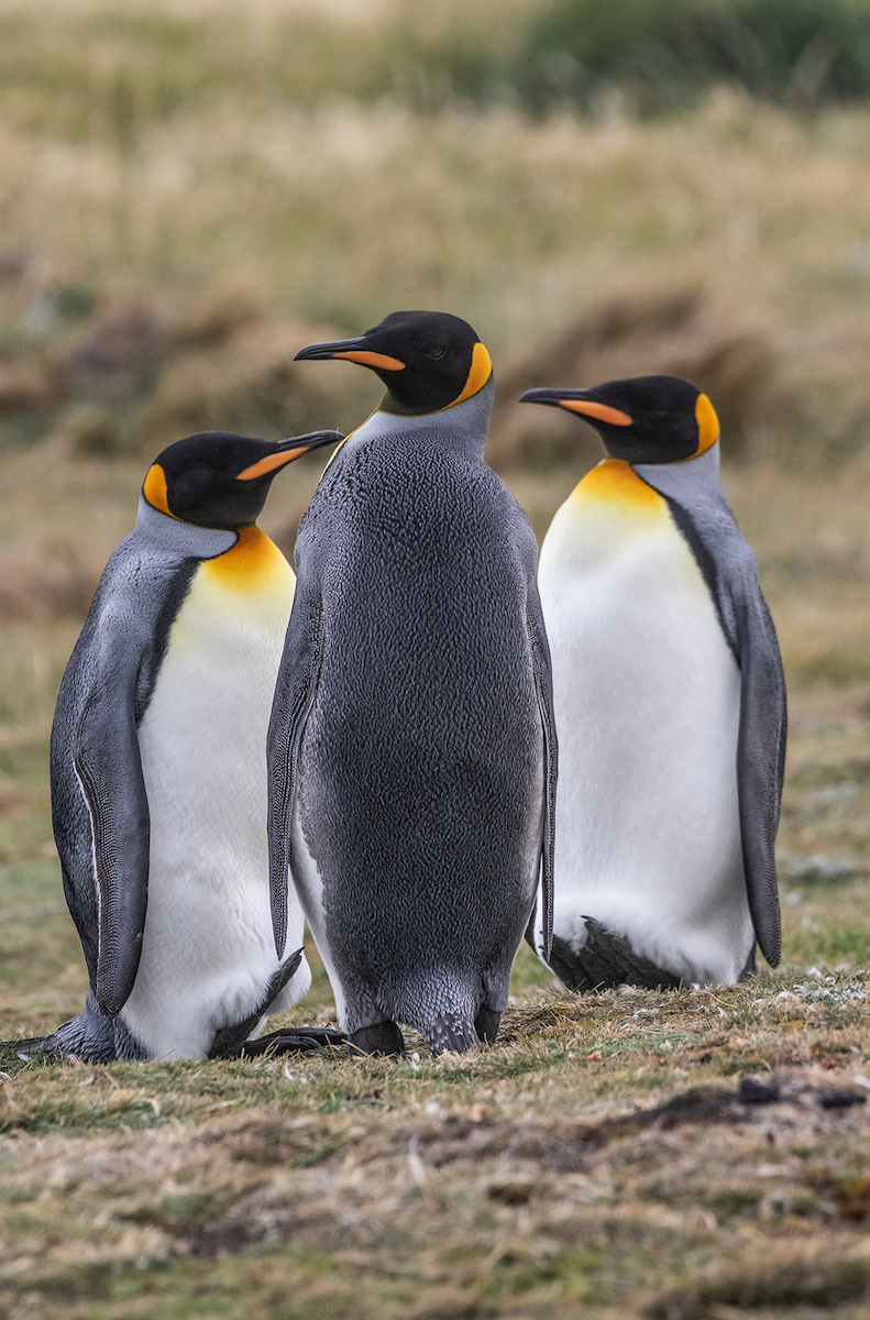 Королевский пингвин - ML617911624