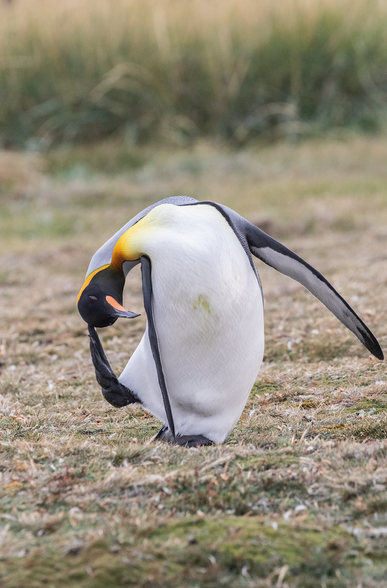 King Penguin - ML617911625