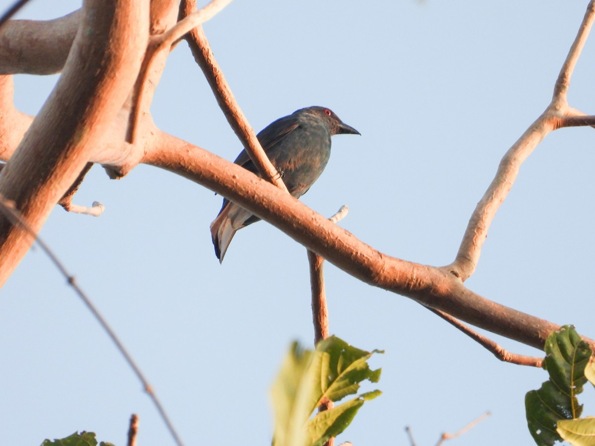 Asian Fairy-bluebird - Rupa Abdi