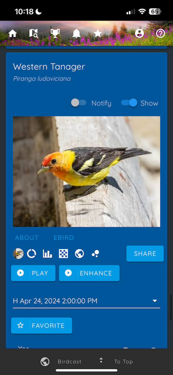 Western Tanager - Shannon Skalos