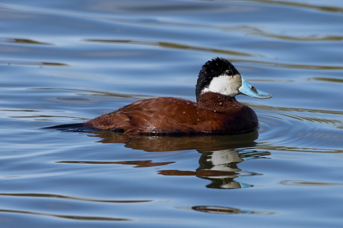 Ruddy Duck - ML617911638