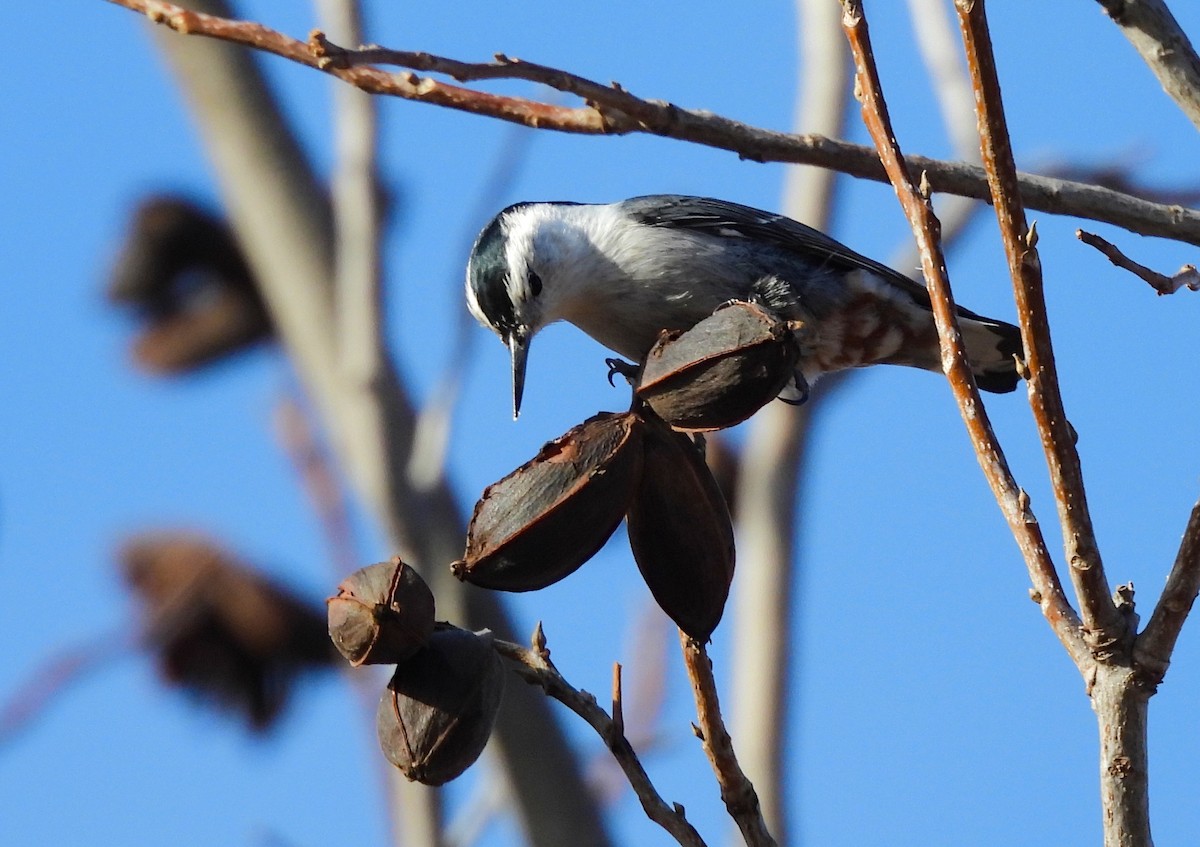 White-breasted Nuthatch - ML617911647