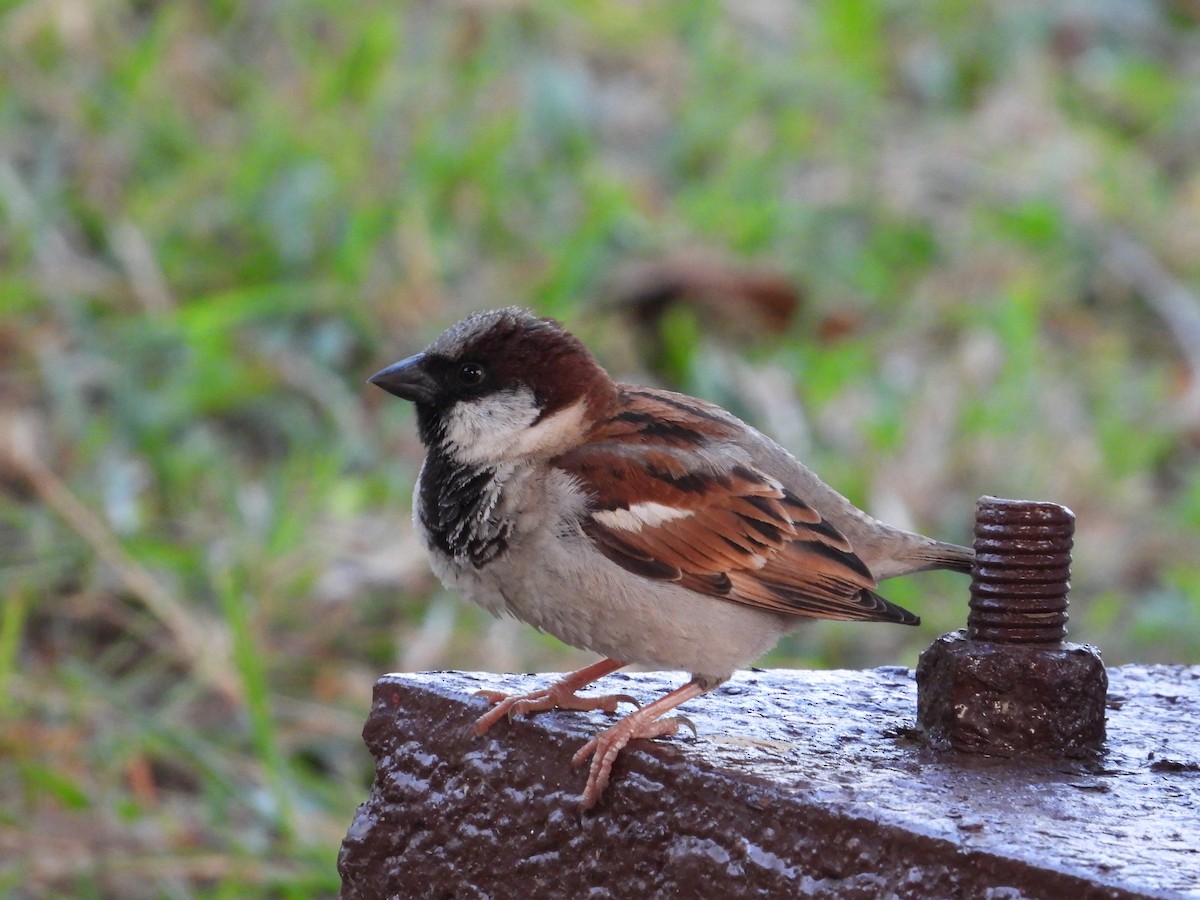 Moineau domestique - ML617911650