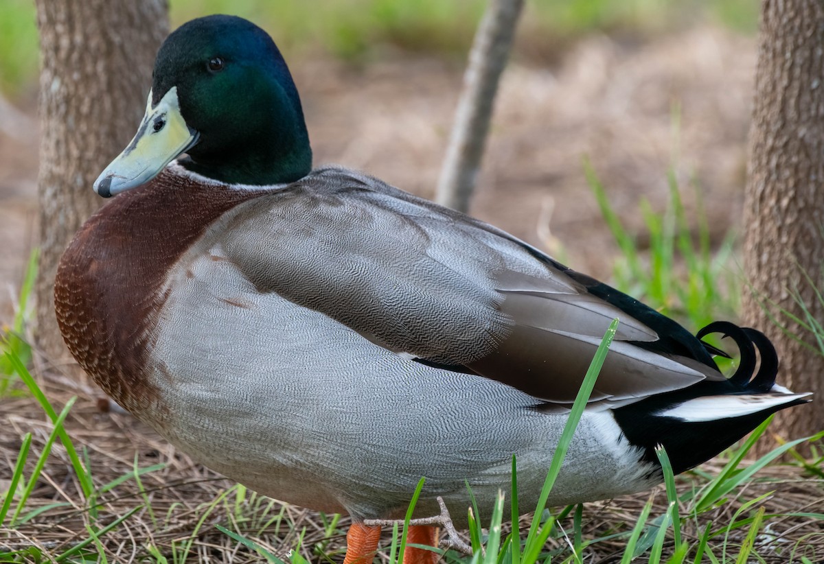 Mallard x Pacific Black Duck (hybrid) - ML617911654