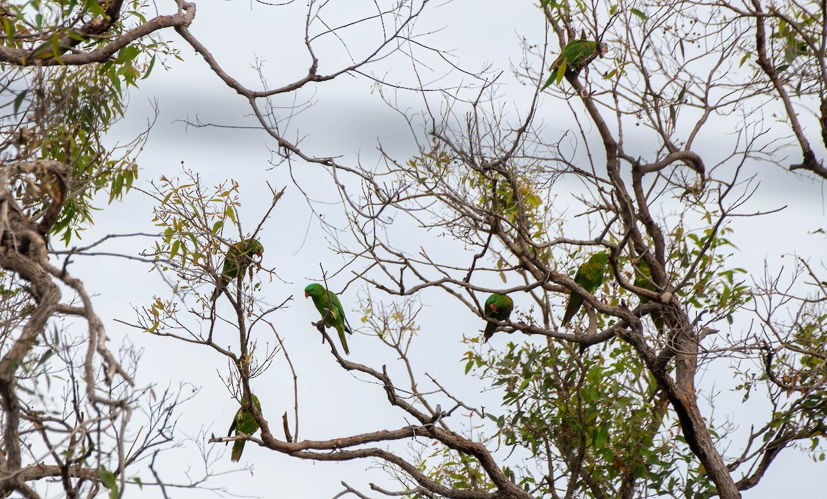 Scaly-breasted Lorikeet - ML617911664