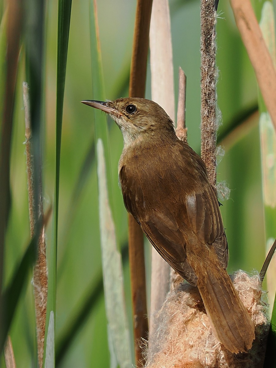 Australian Reed Warbler - Len and Chris Ezzy