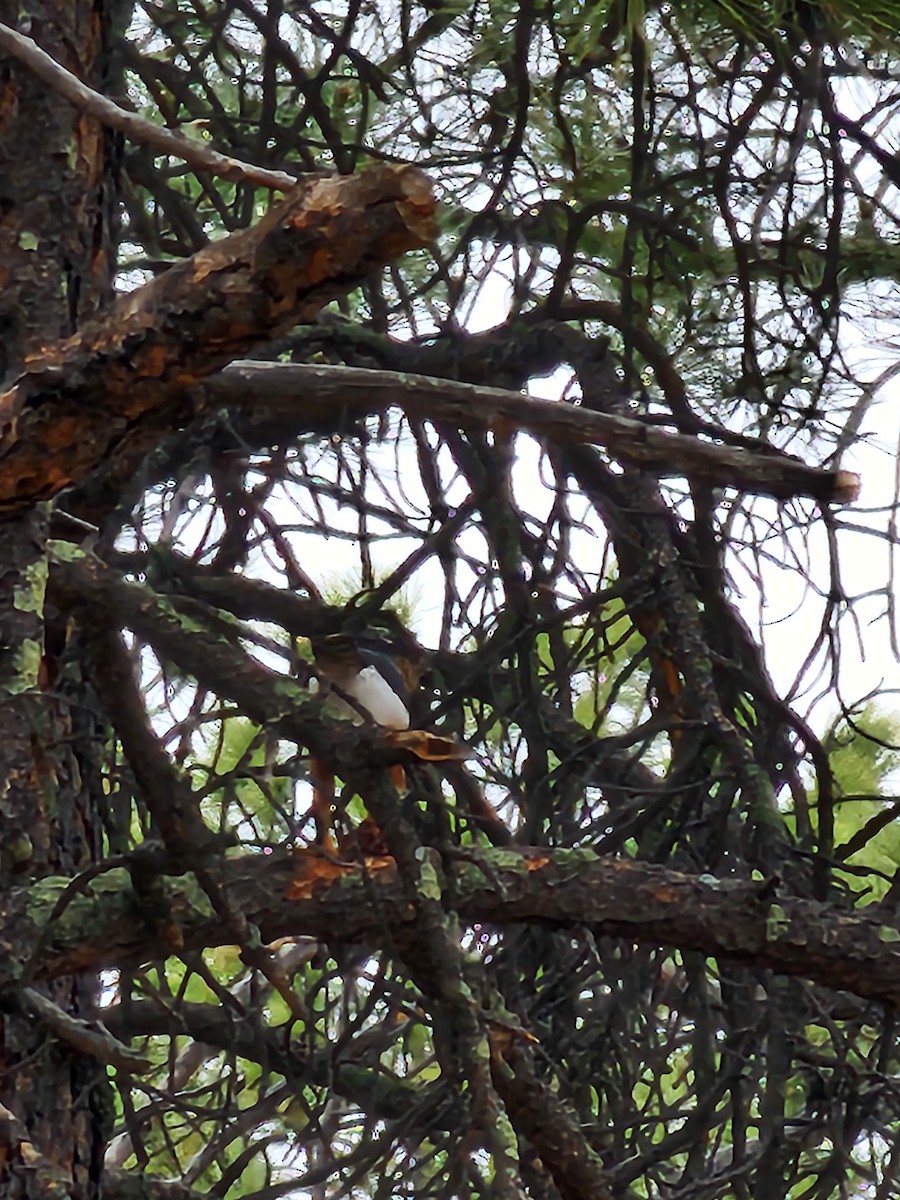 Cooper's Hawk - ML617911712