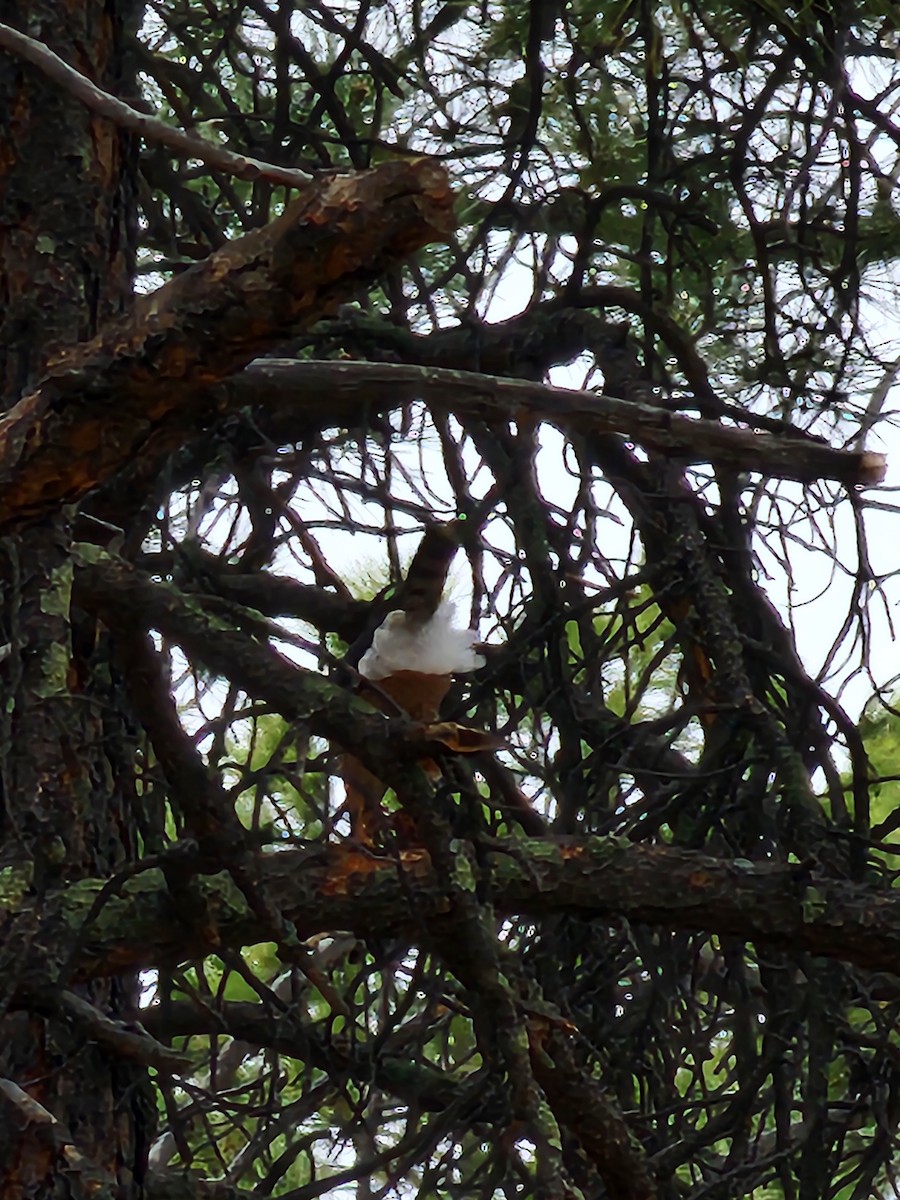 Cooper's Hawk - ML617911713