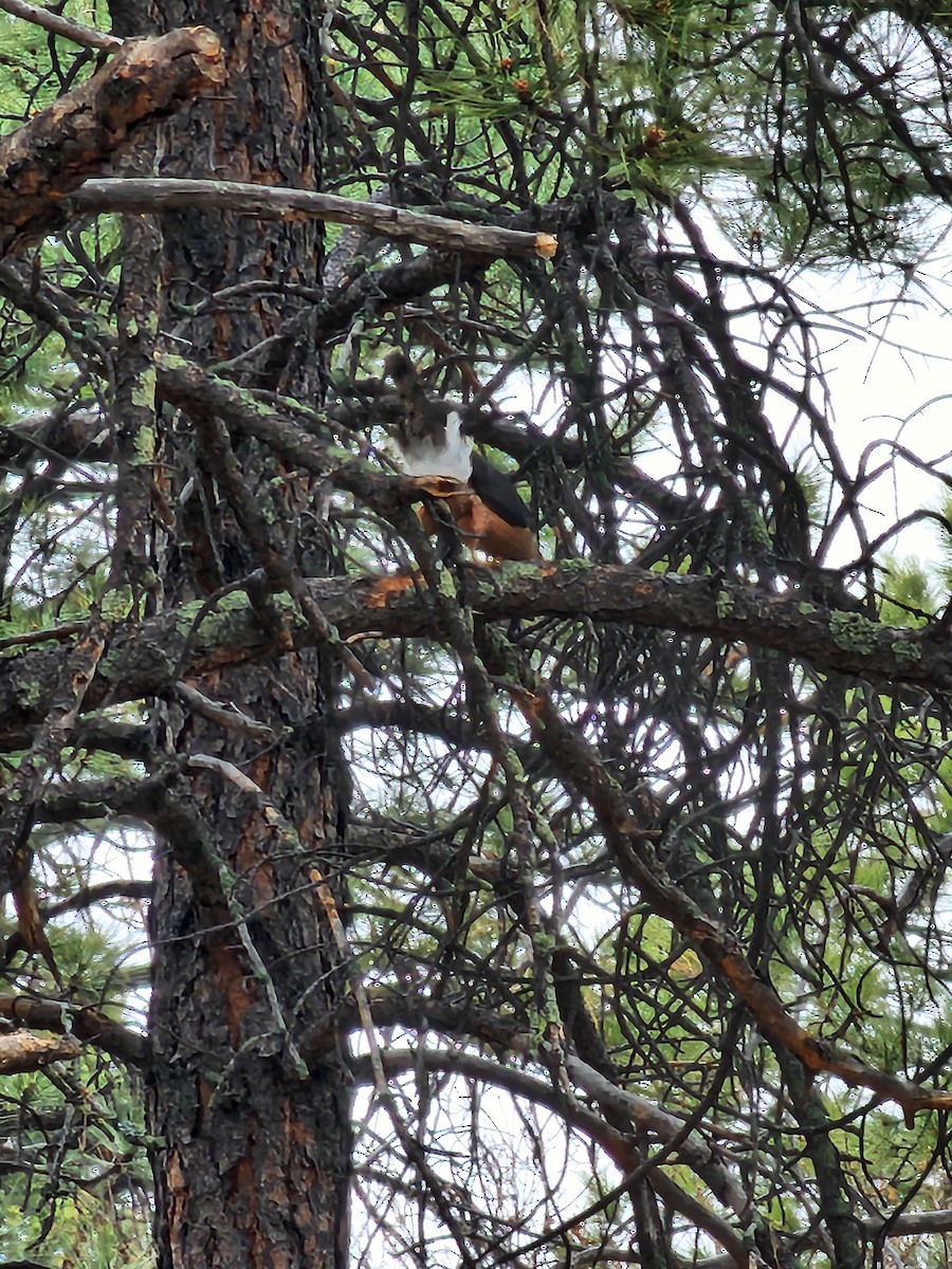 Cooper's Hawk - ML617911716