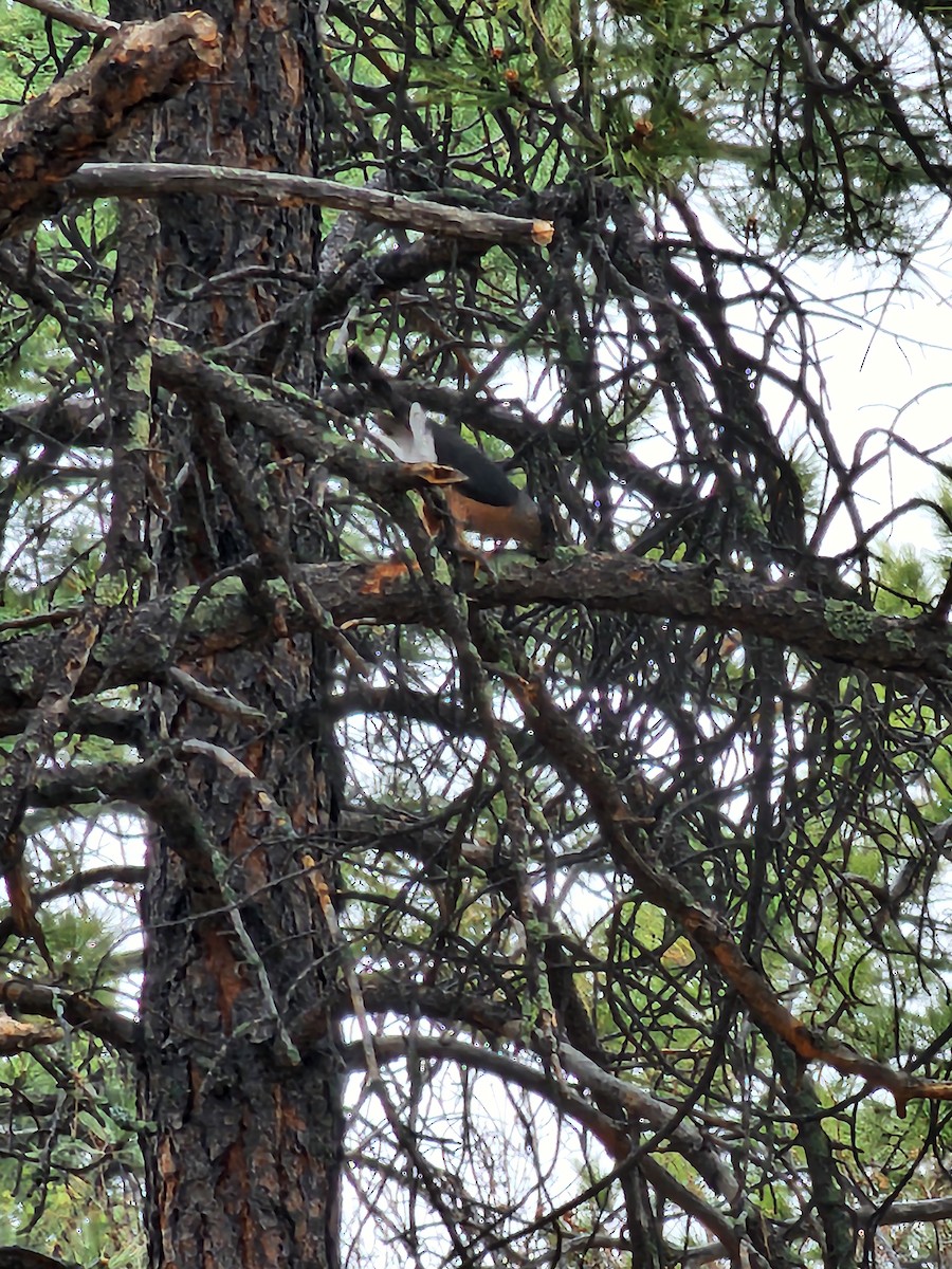 Cooper's Hawk - ML617911718