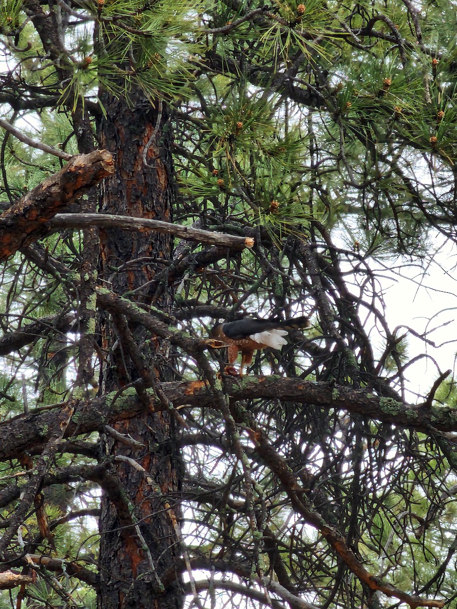 Cooper's Hawk - ML617911719