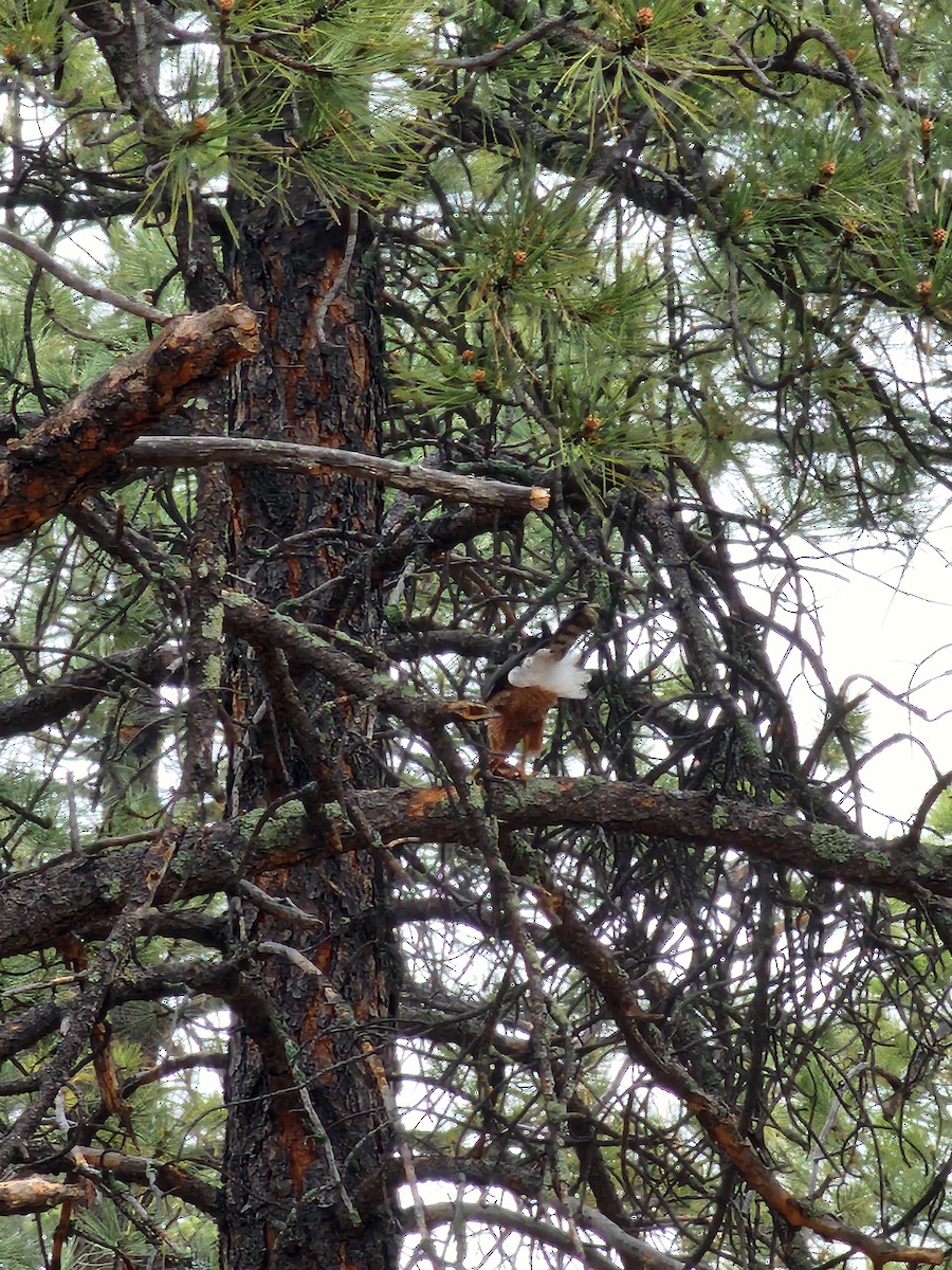 Cooper's Hawk - ML617911720