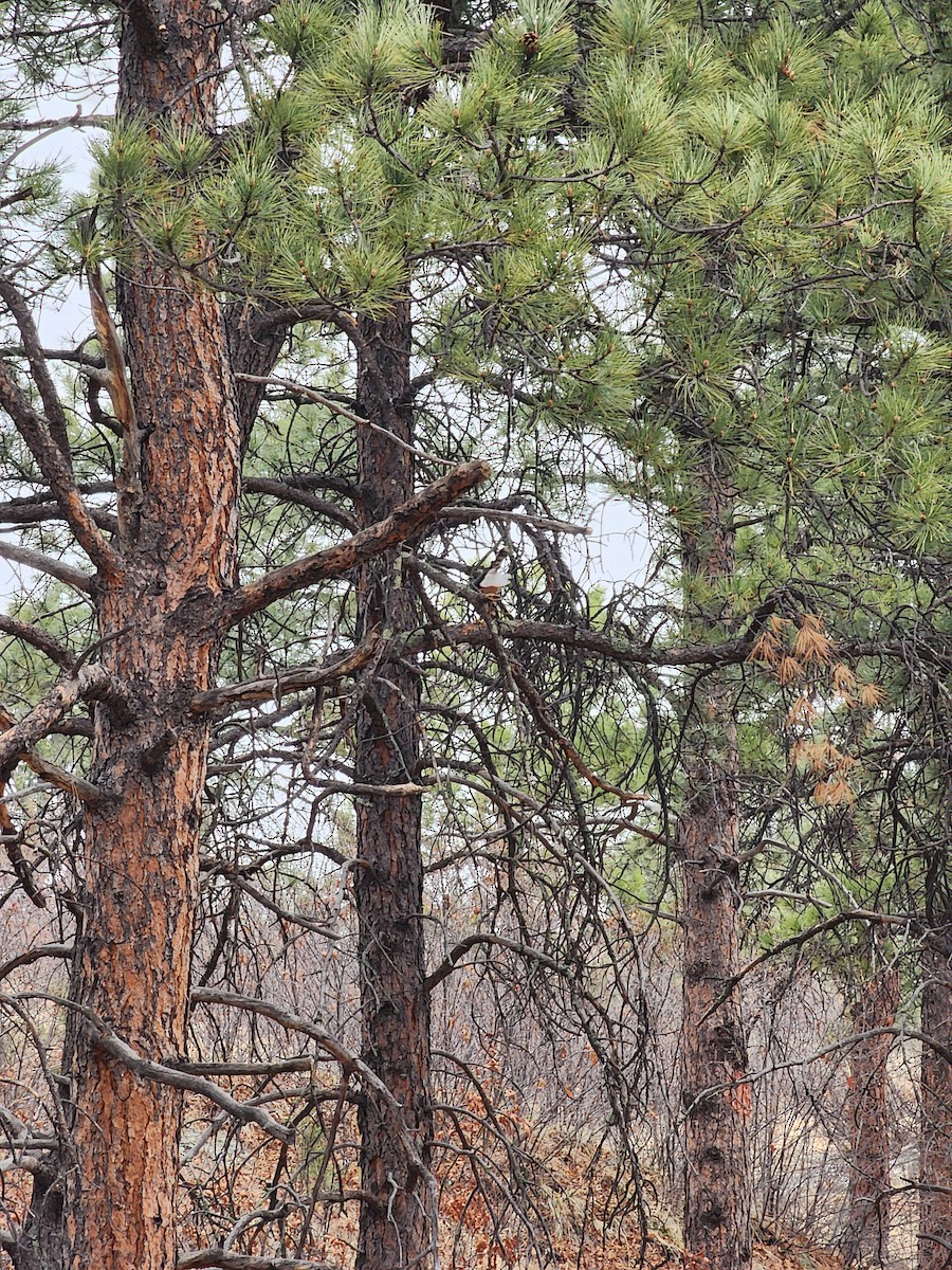 Cooper's Hawk - ML617911722