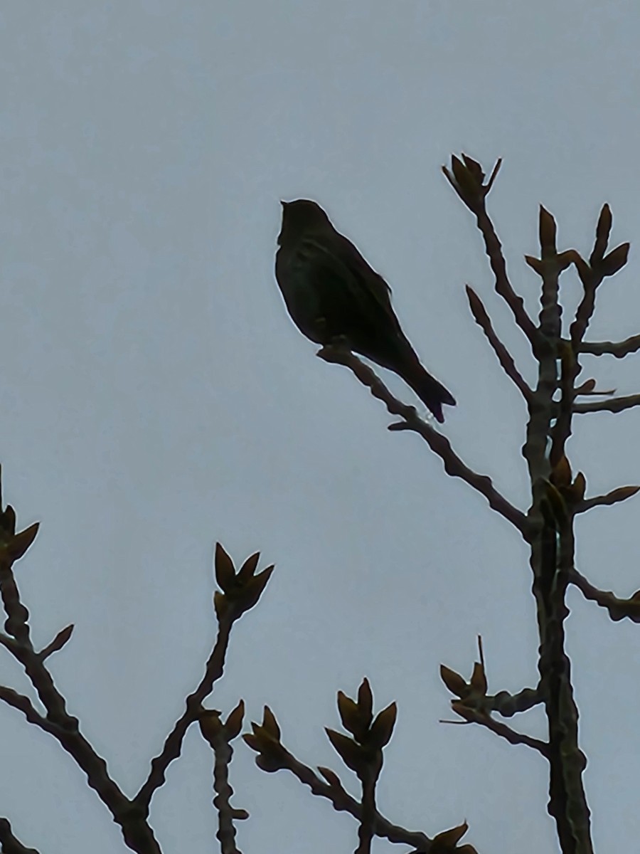 Pine Siskin - ML617911733