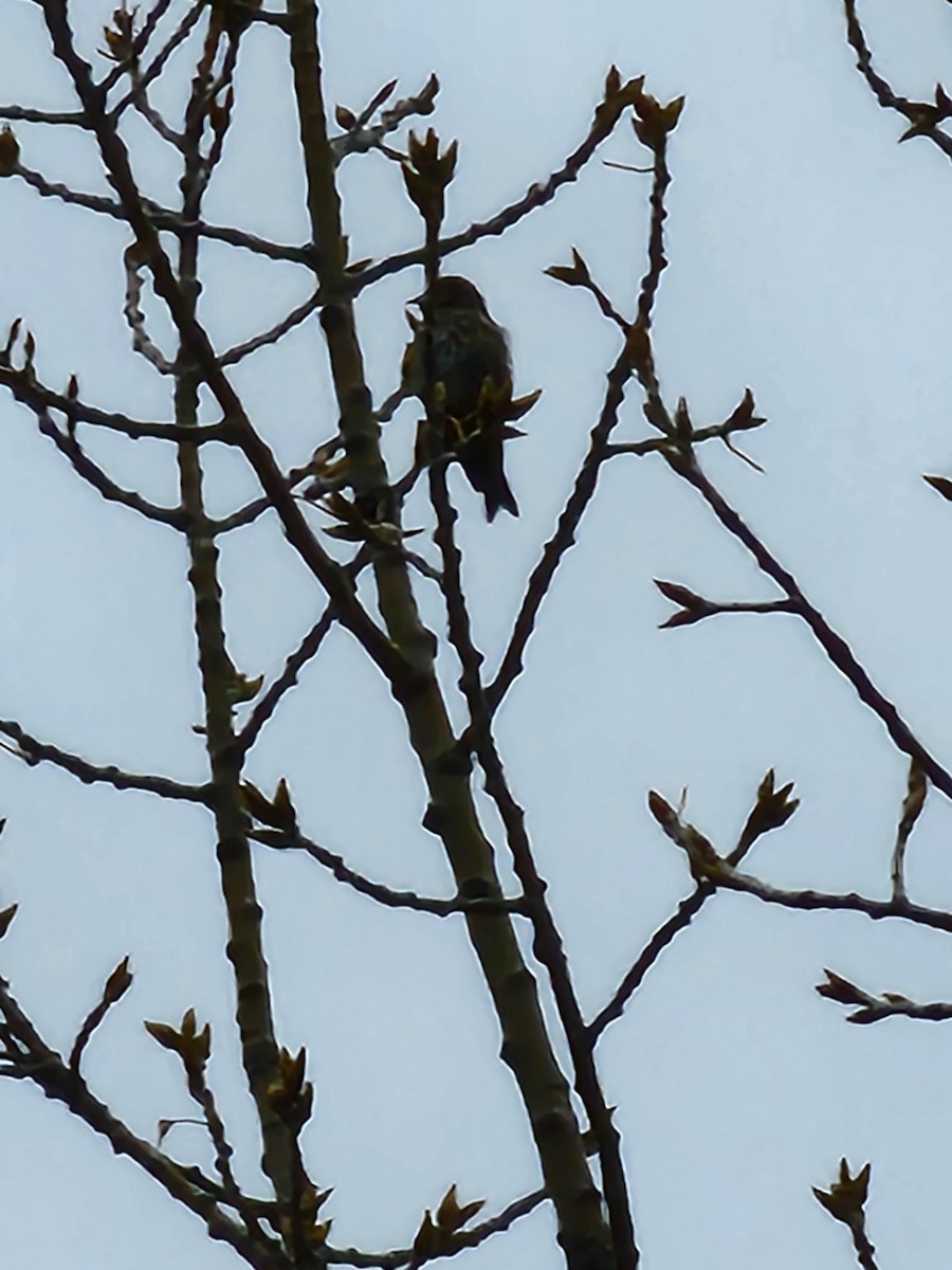 Pine Siskin - ML617911734