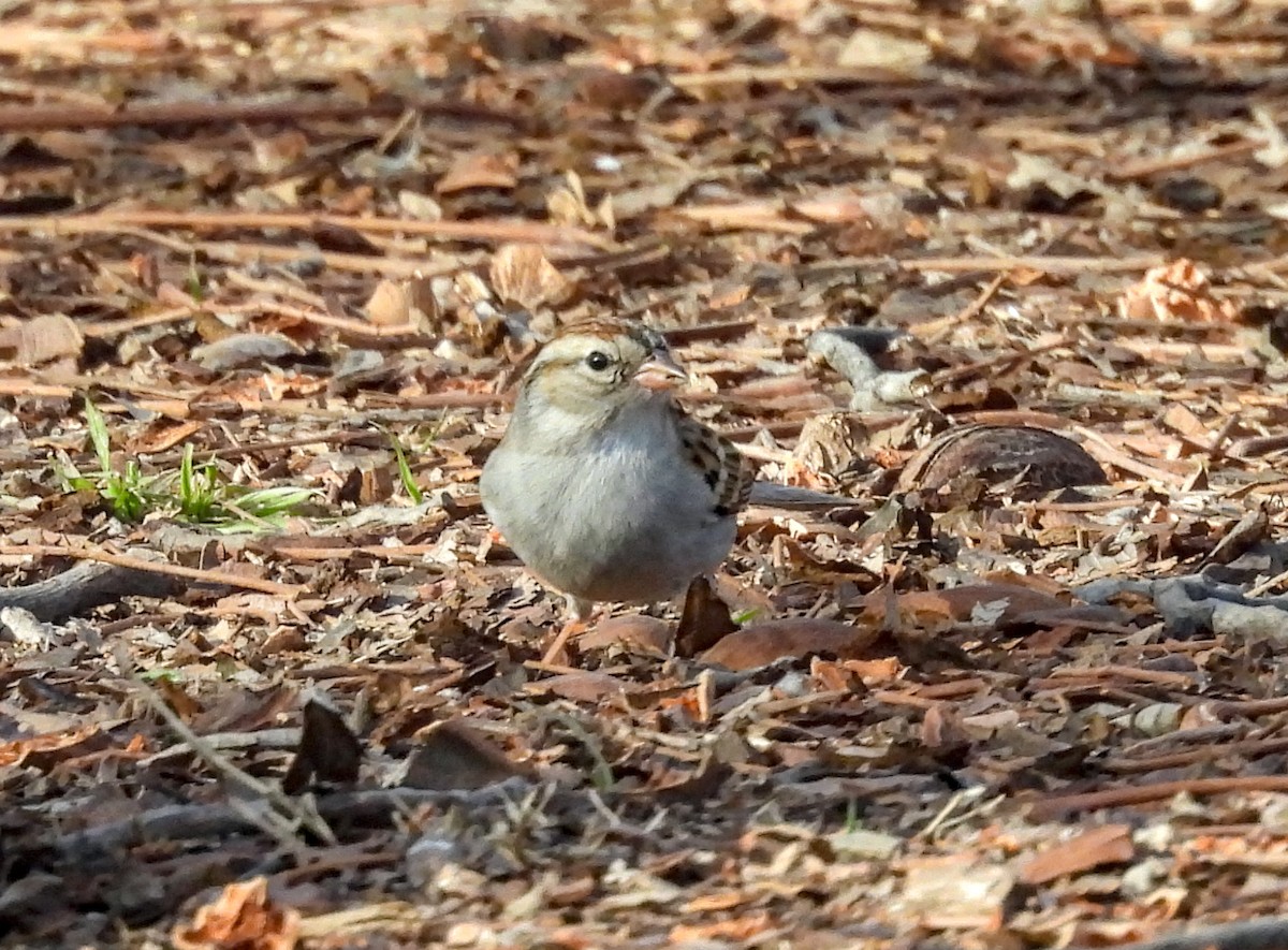 Chipping Sparrow - ML617911739