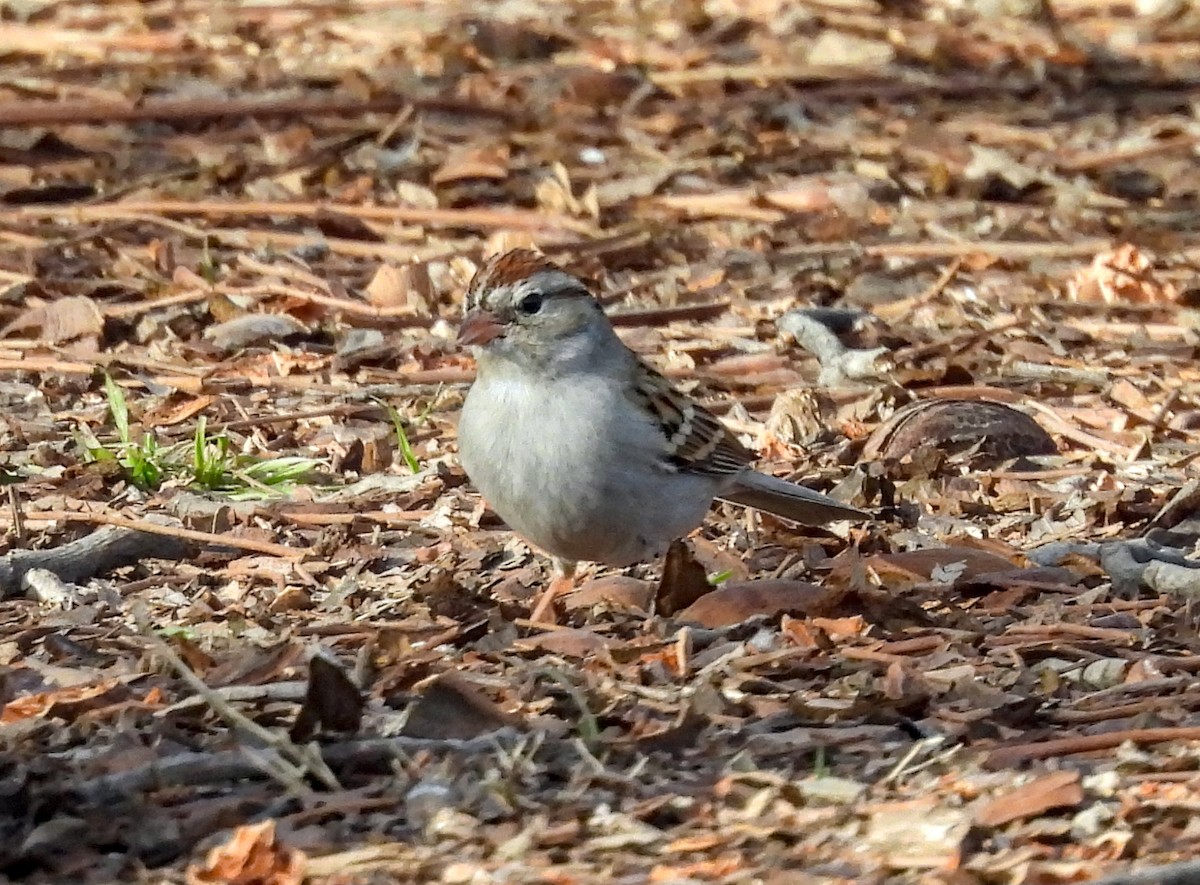 Chipping Sparrow - ML617911740