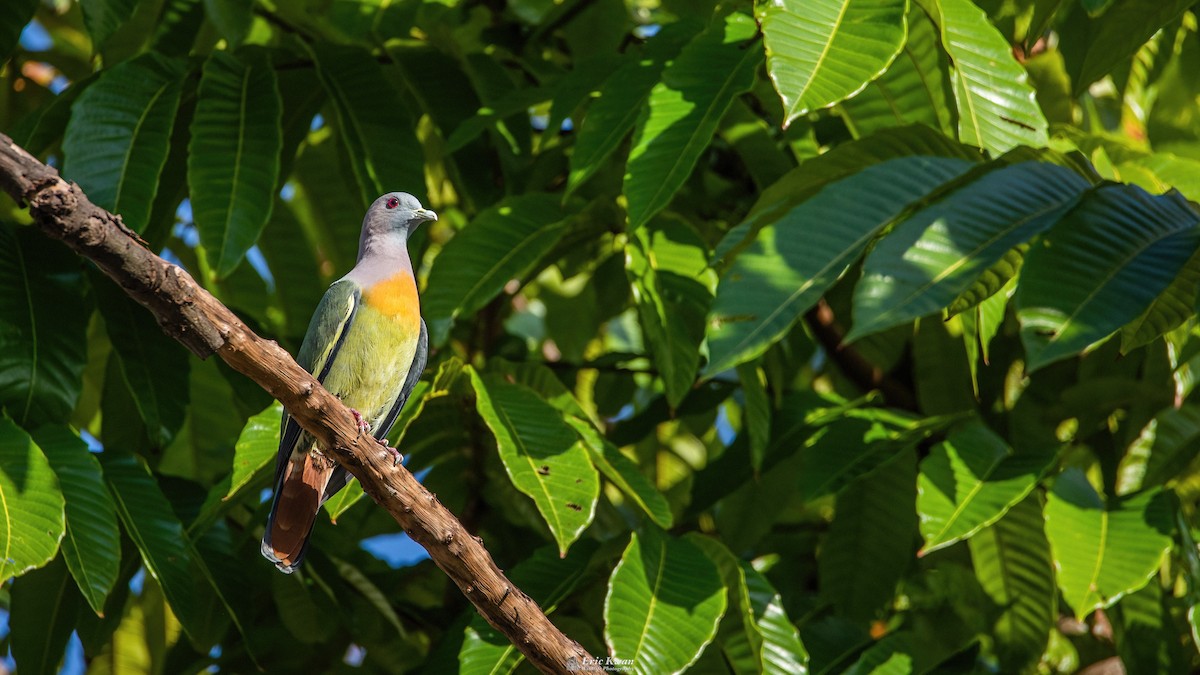 Pink-necked Green-Pigeon - Eric Kwan