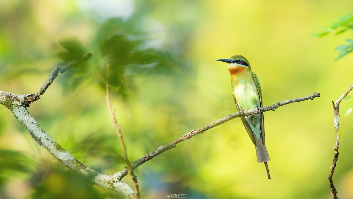 Blue-tailed Bee-eater - Eric Kwan