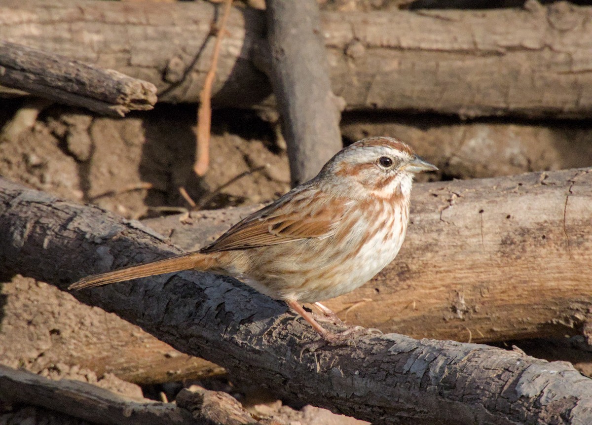 Song Sparrow - ML617911774