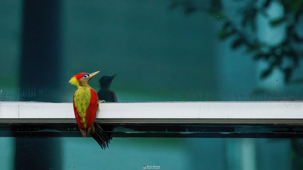 Crimson-winged Woodpecker - Eric Kwan