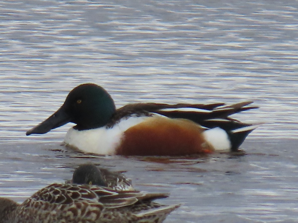 Northern Shoveler - Laura Burke