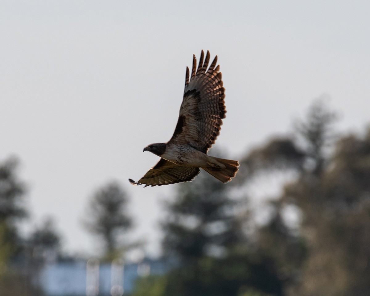 Red-tailed Hawk - ML617911851