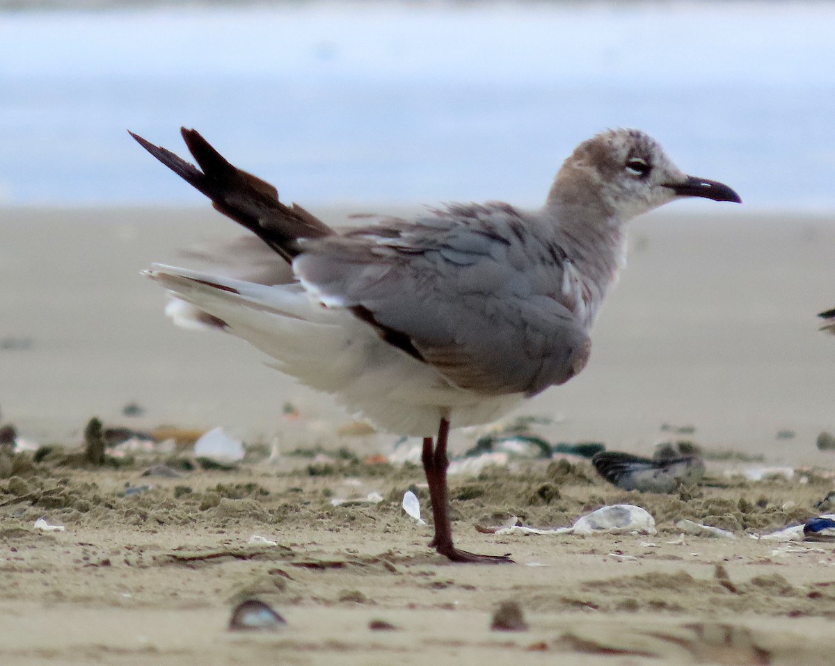 Laughing Gull - ML617911904