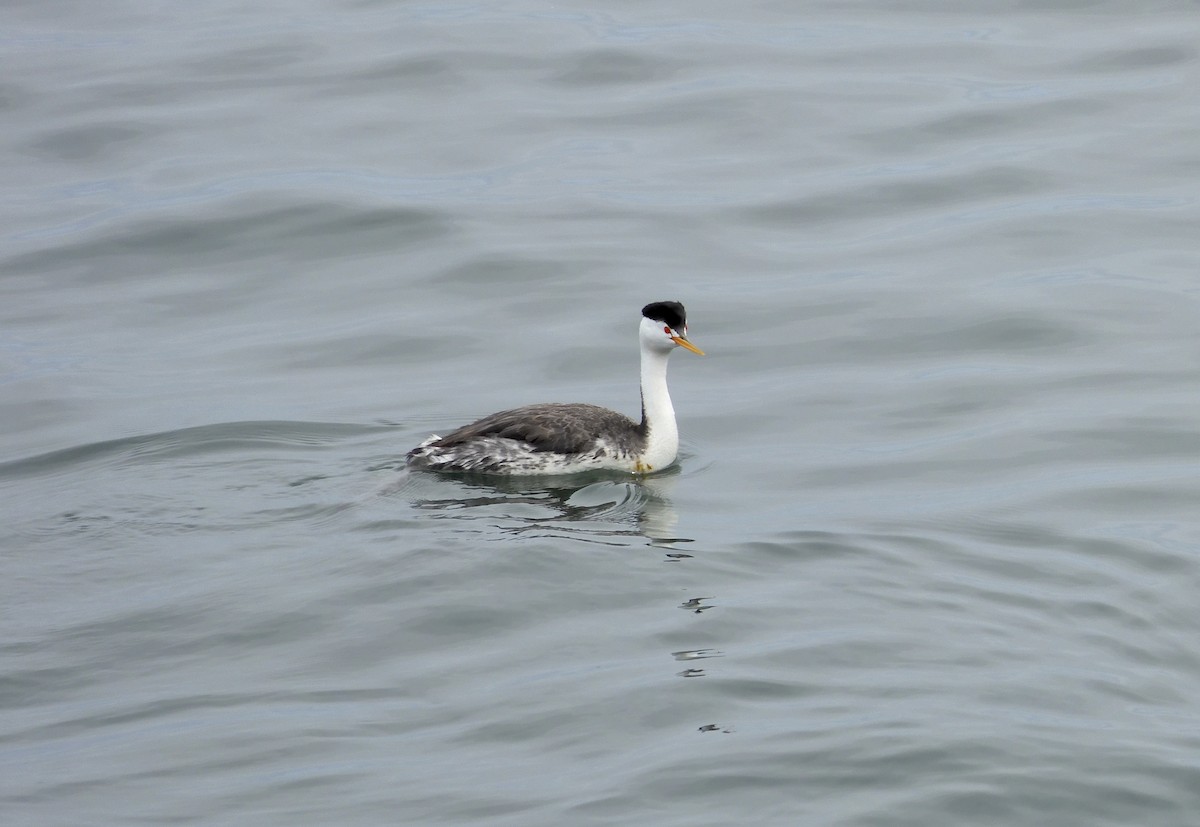 Clark's Grebe - ML617911931