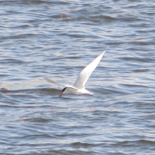 Forster's Tern - ML617911951