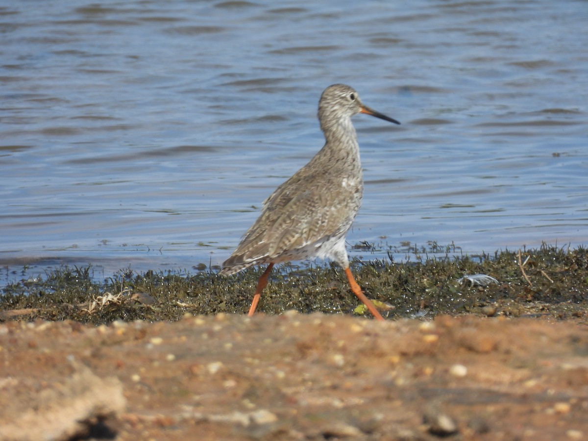 Common Redshank - ML617911952