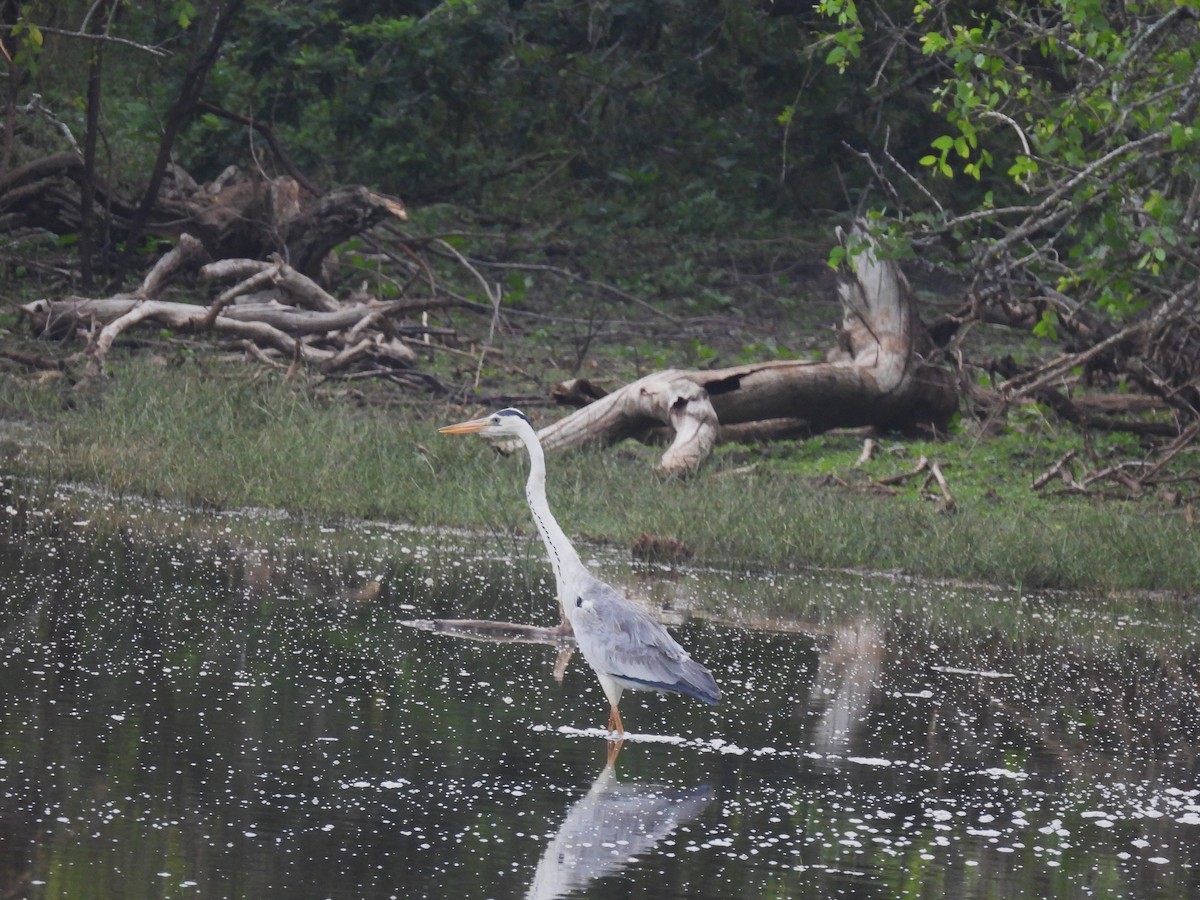 Gray Heron - ML617911979