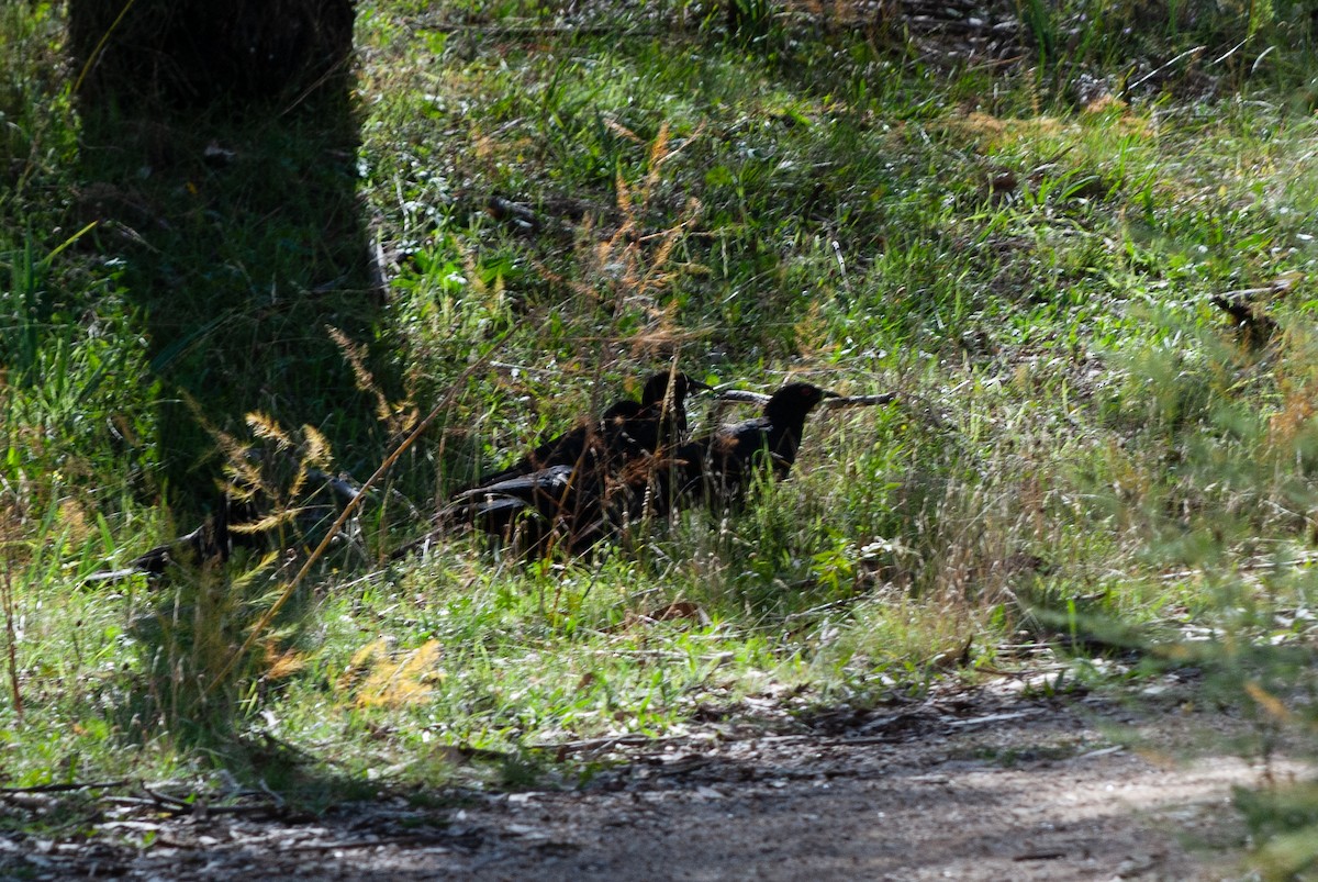 White-winged Chough - ML617911999