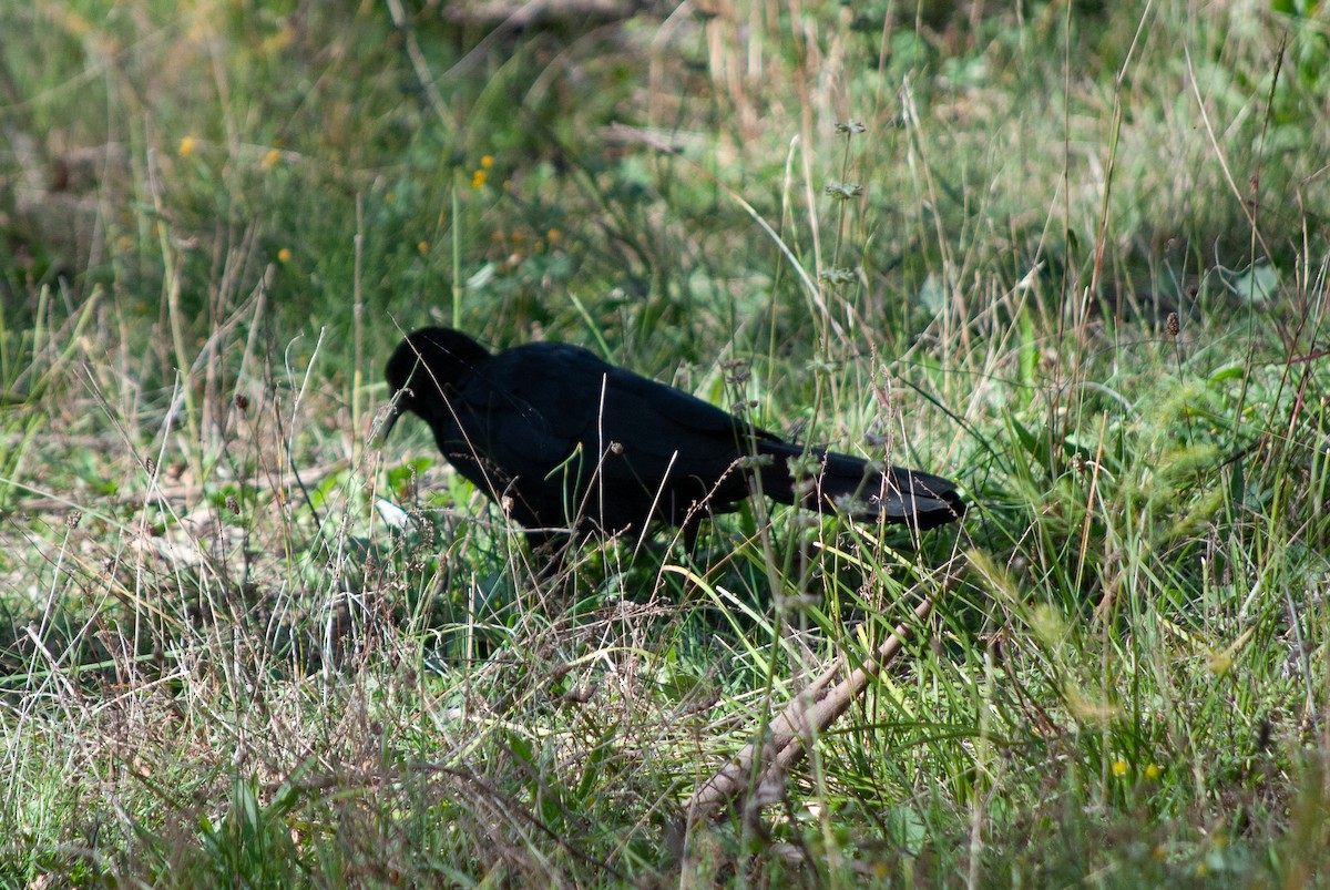 White-winged Chough - ML617912000