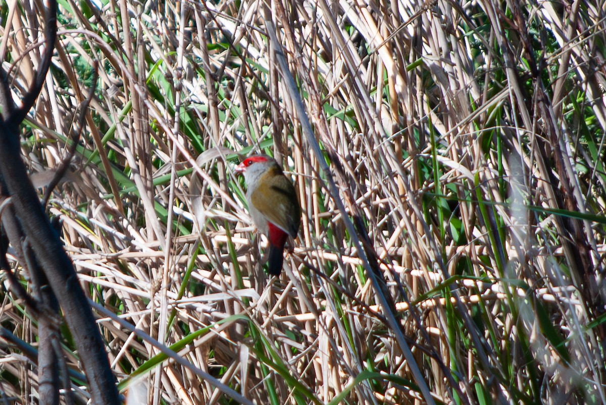 Red-browed Firetail - ML617912004