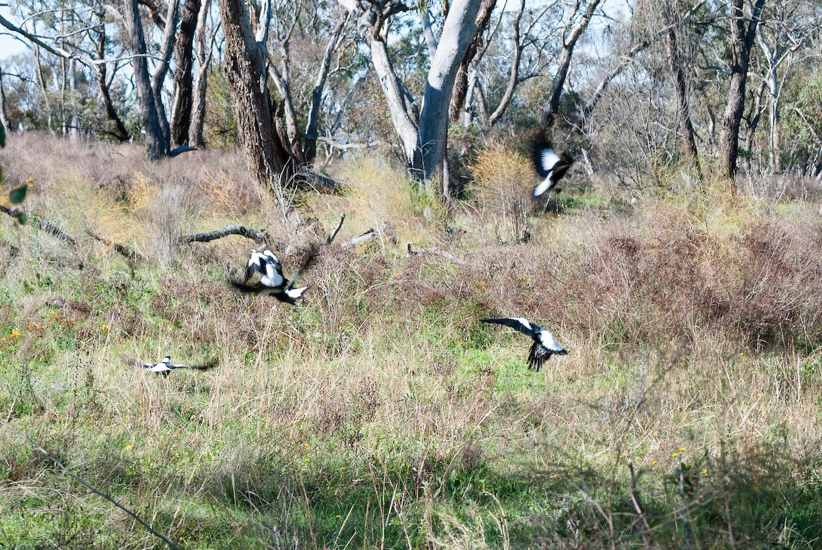 Australian Magpie - ML617912017