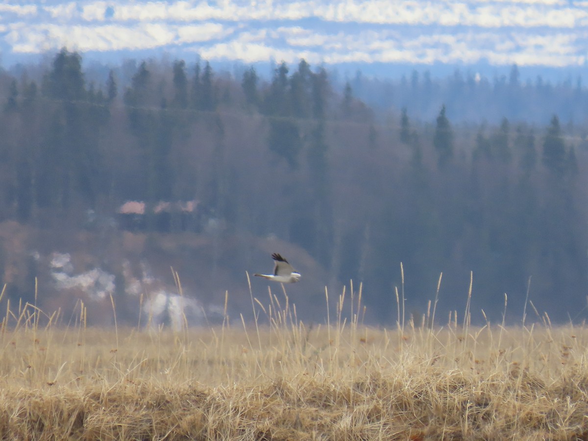 Northern Harrier - Laura Burke