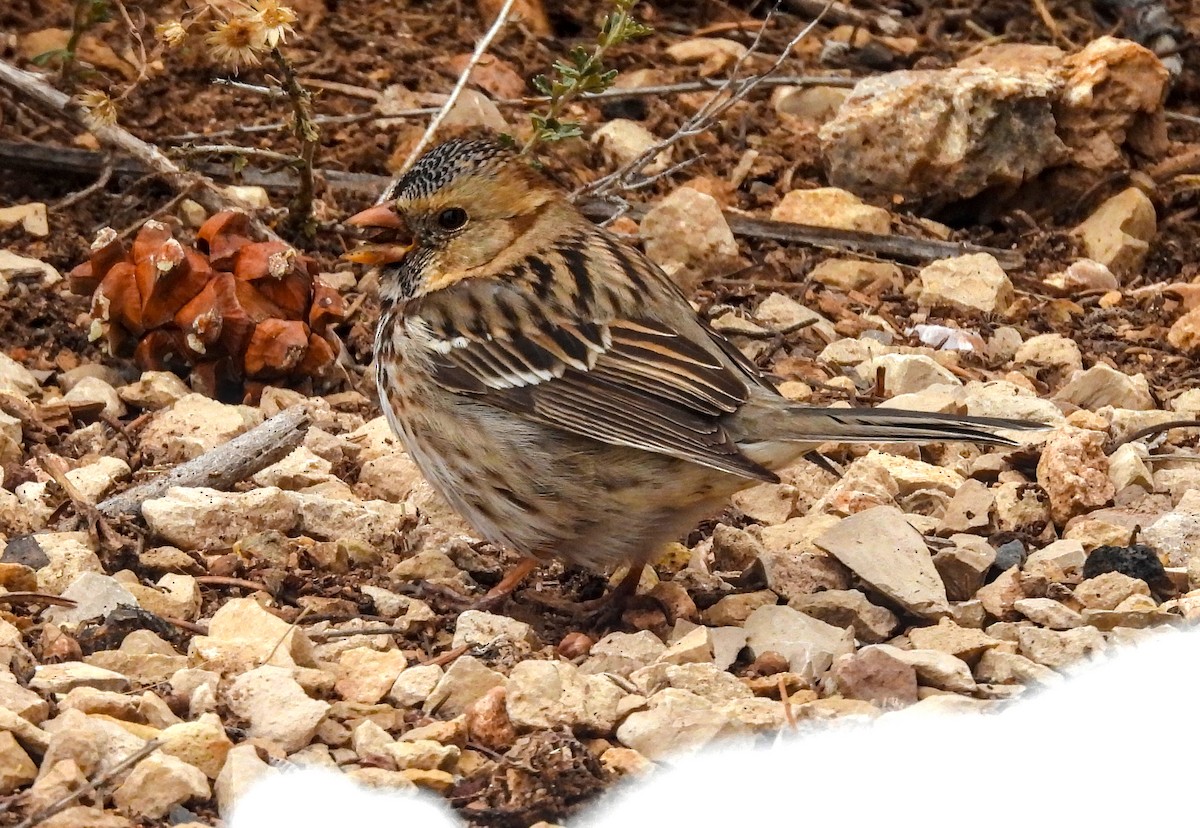 Harris's Sparrow - James Earles