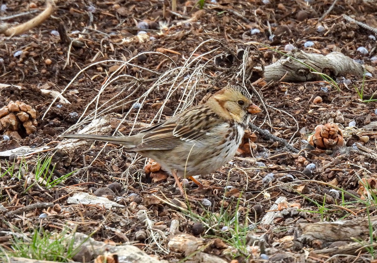 Harris's Sparrow - James Earles