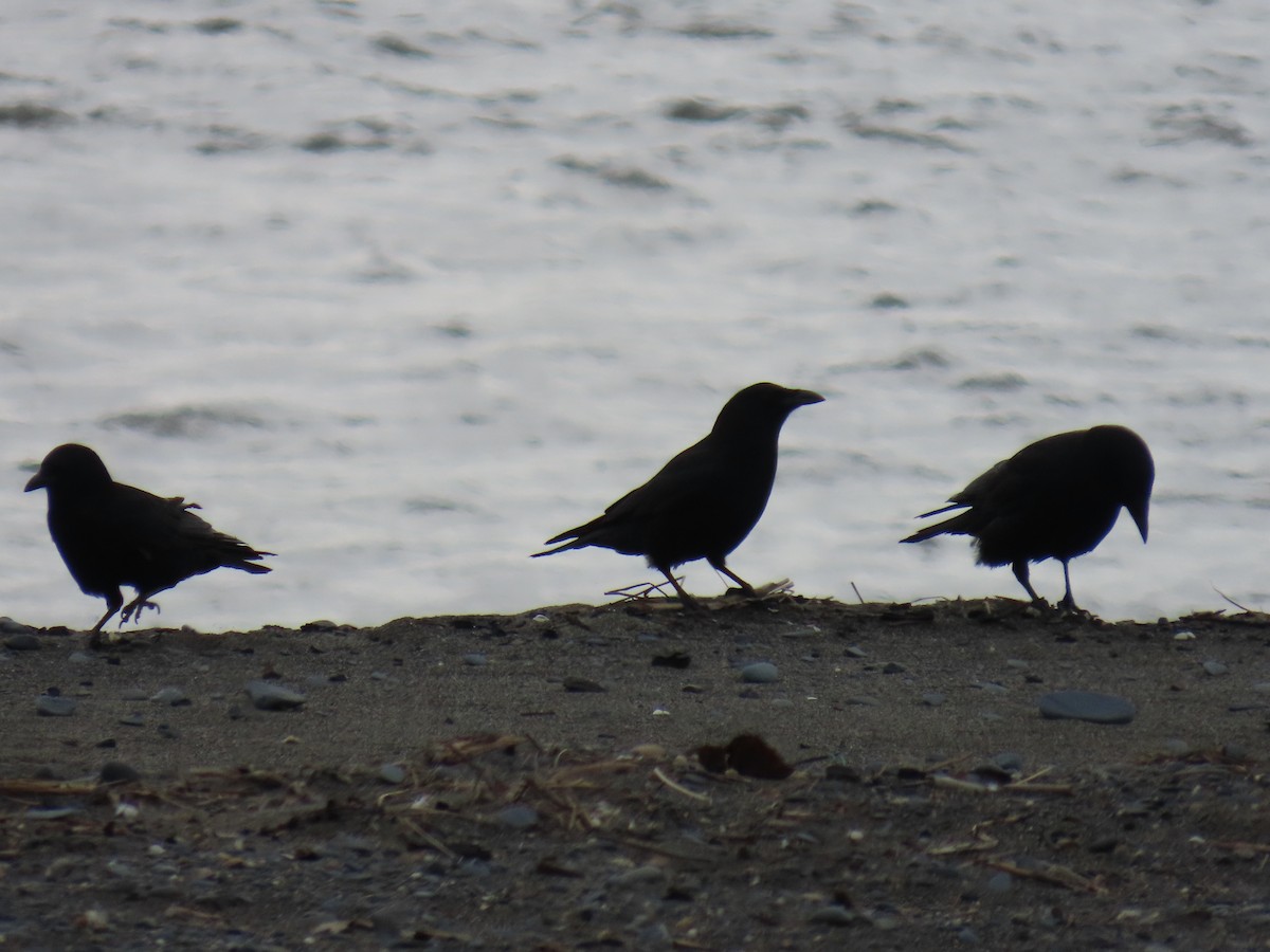 American Crow - ML617912041