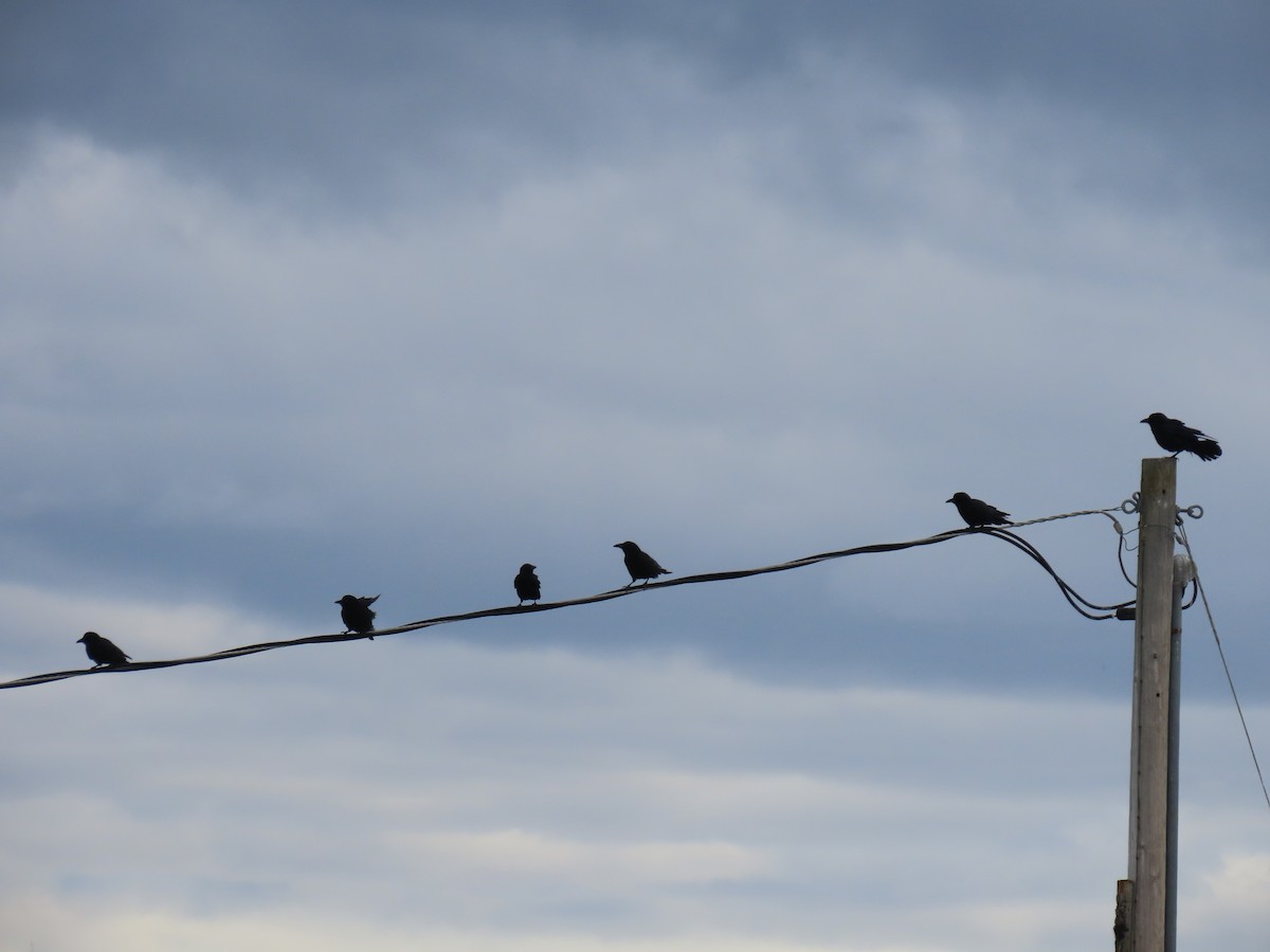 American Crow - ML617912044