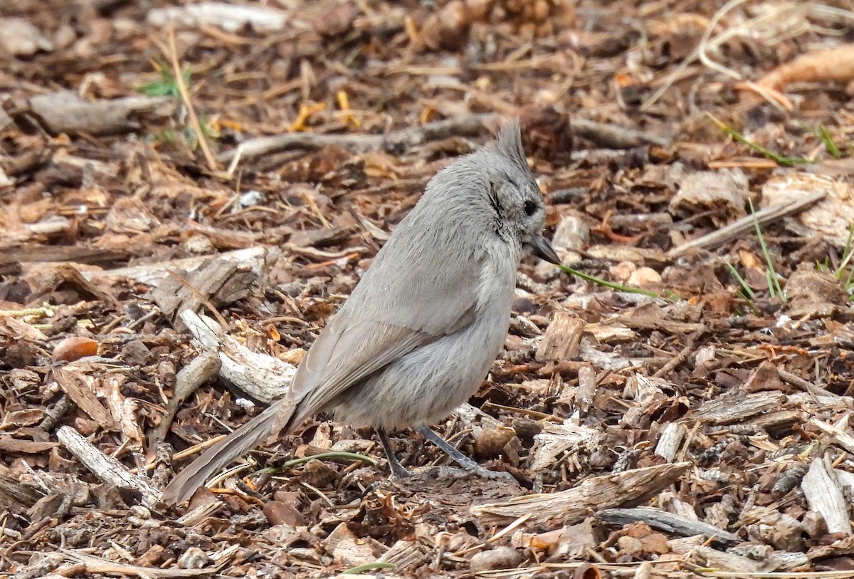 Juniper Titmouse - James Earles