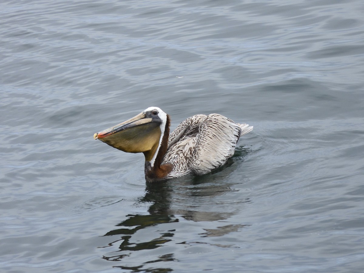 pelikán hnědý - ML617912048