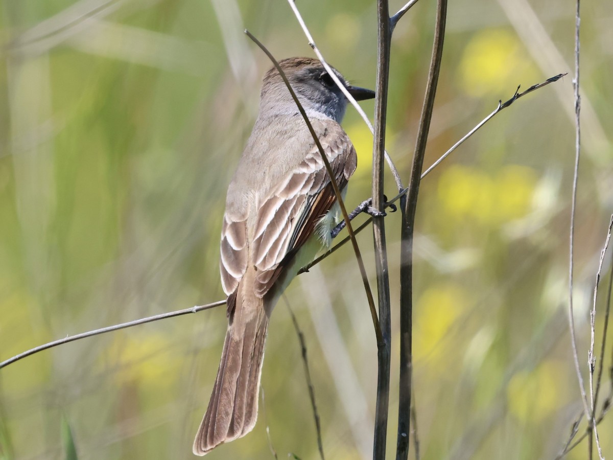 Ash-throated Flycatcher - ML617912061