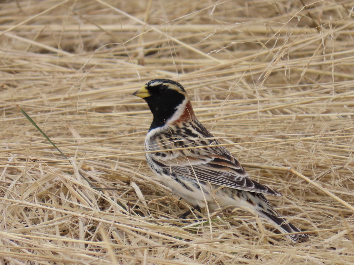 Lapland Longspur - ML617912086