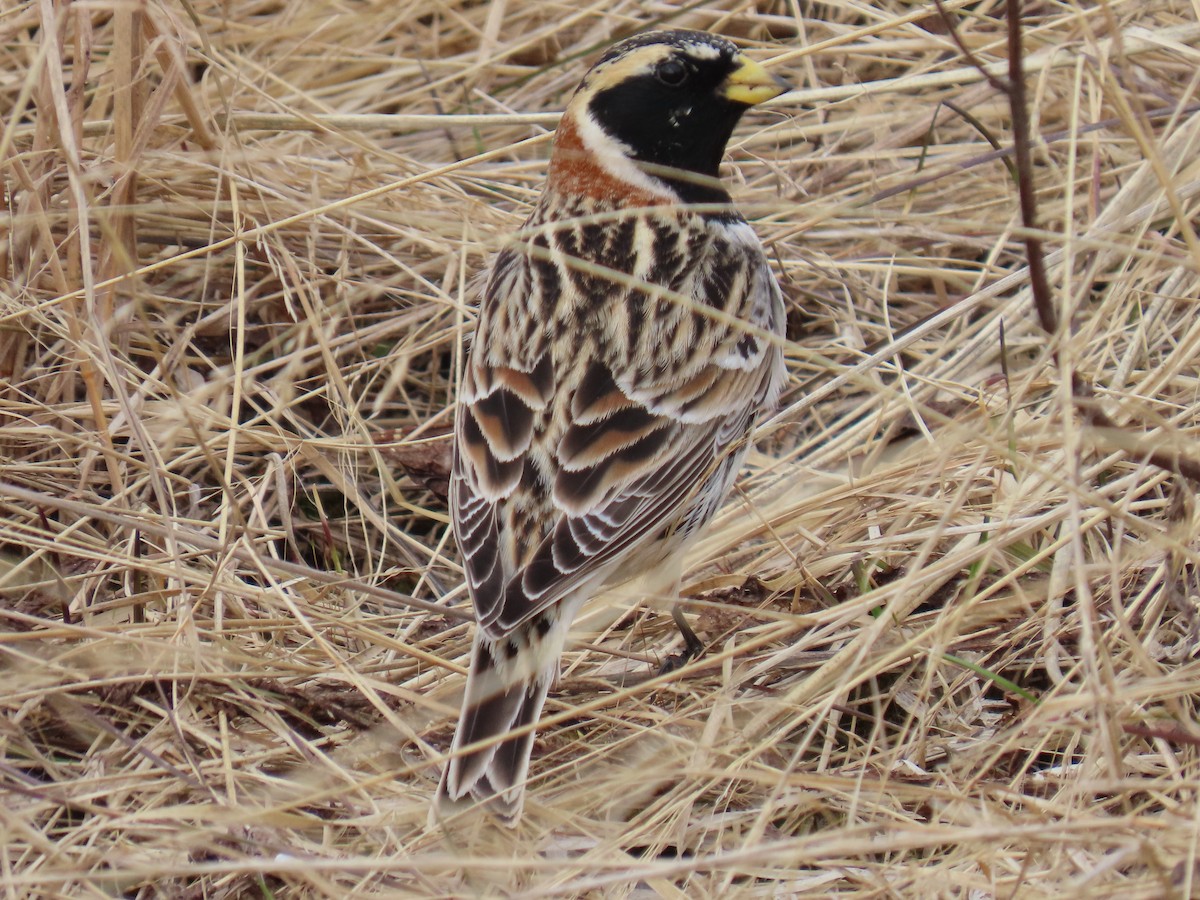 Lapland Longspur - ML617912090