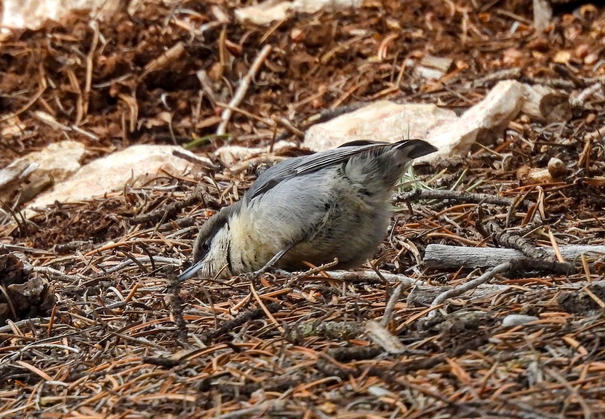 Pygmy Nuthatch - ML617912102