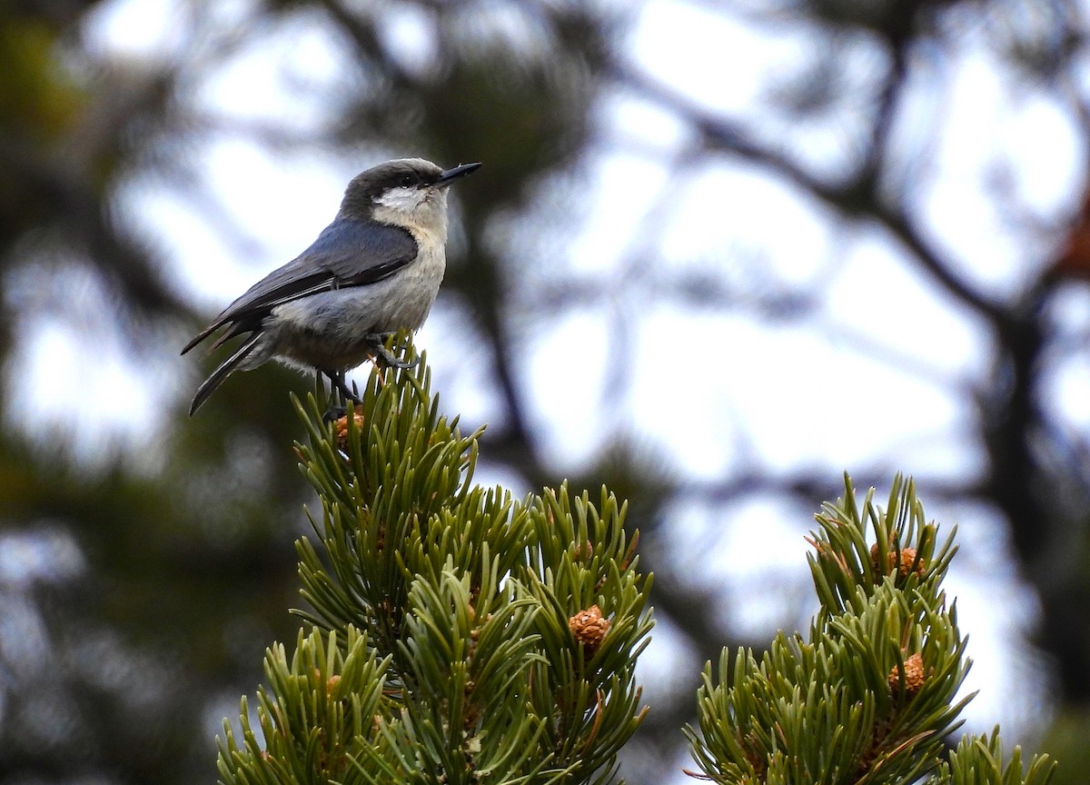 Pygmy Nuthatch - ML617912104