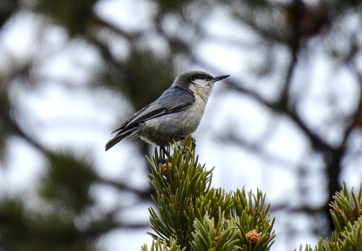 Pygmy Nuthatch - ML617912105